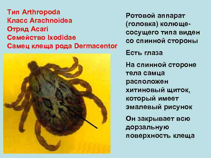 Тип Arthropoda Ротовой аппарат Класс Arachnoidea (головка) колюще- Отряд Аcari сосущего типа виден Семейство