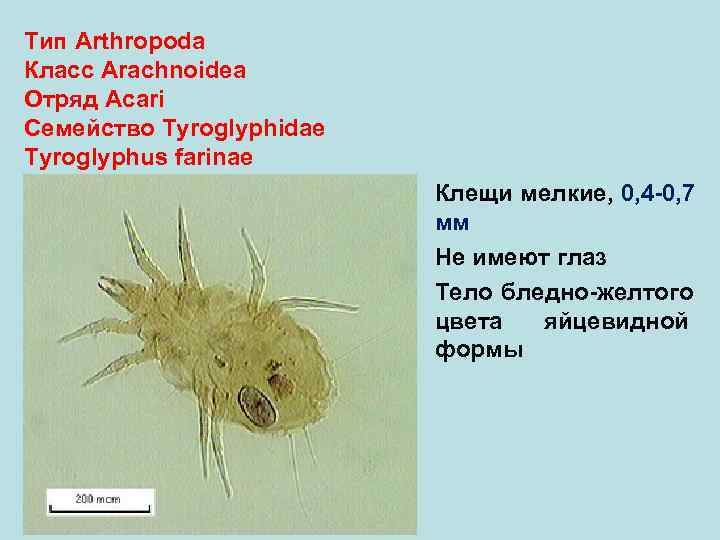 Тип Arthropoda Класс Arachnoidea Отряд Аcari Семейство Tyroglyphidae Tyroglyphus farinae Клещи мелкие, 0, 4