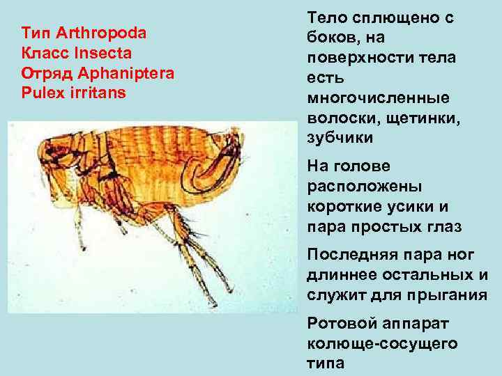  Тело сплющено с Тип Arthropoda боков, на Класс Insecta поверхности тела Отряд Aphaniptera