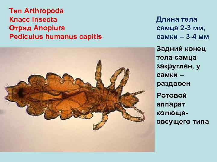 Тип Arthropoda Класс Insecta Длина тела Отряд Anoplura самца 2 -3 мм, Pediculus humanus