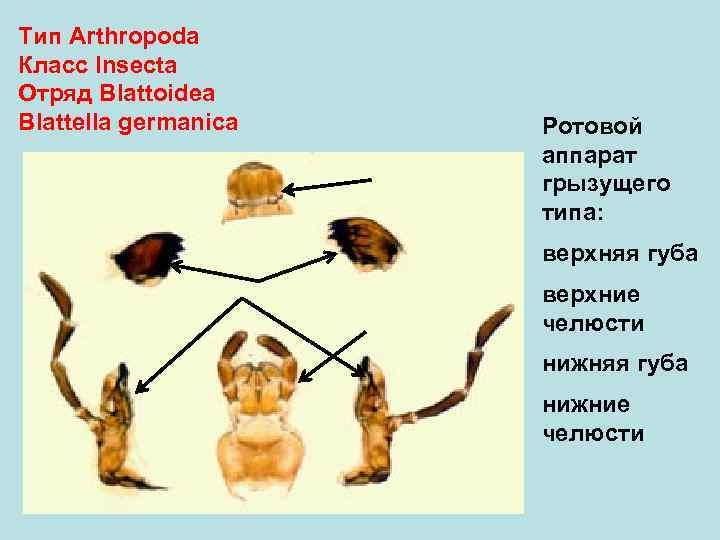 Тип Arthropoda Класс Insecta Отряд Blattoidea Blattеlla germanica Ротовой аппарат грызущего типа: верхняя губа