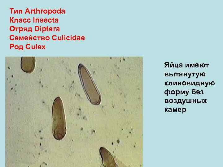 Тип Arthropoda Класс Insecta Отряд Diptera Семейство Culicidae Род Culex Яйца имеют вытянутую клиновидную