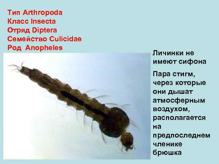 Тип Arthropoda Класс Insecta Отряд Diptera Семейство Culicidae Род Anopheles Личинки не имеют сифона