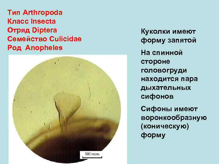 Тип Arthropoda Класс Insecta Отряд Diptera Куколки имеют Семейство Culicidae форму запятой Род Anopheles