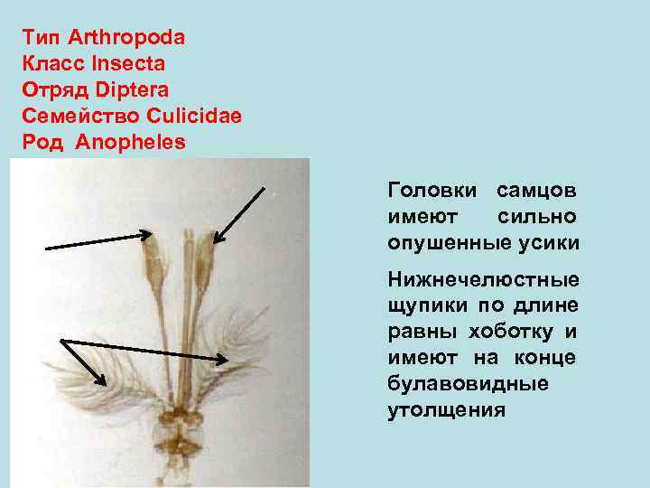 Тип Arthropoda Класс Insecta Отряд Diptera Семейство Culicidae Род Anopheles Головки самцов имеют сильно