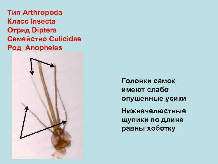 Тип Arthropoda Класс Insecta Отряд Diptera Семейство Culicidae Род Anopheles Головки самок имеют слабо