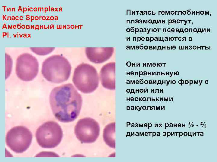 Тип Аpicomplexa Питаясь гемоглобином, Класс Sporozoa плазмодии растут, Амебовидный шизонт образуют псевдоподии Pl. vivax