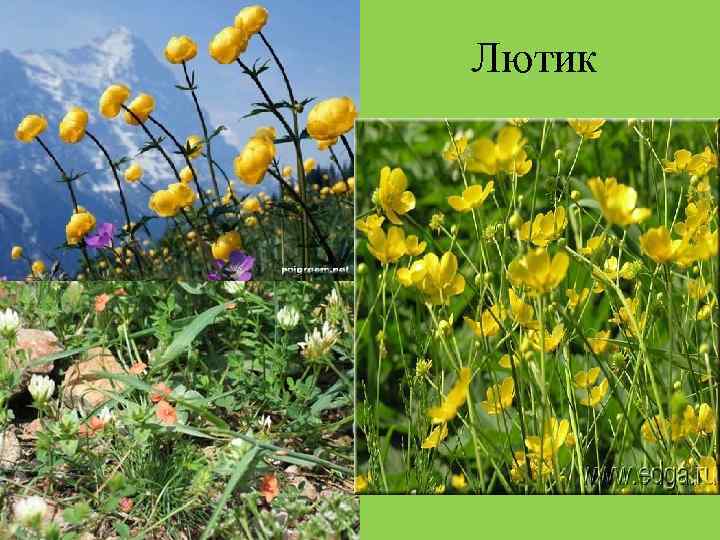 Лютик 