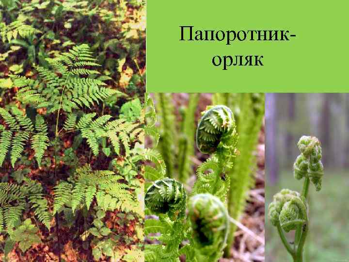 Папоротник-  орляк 