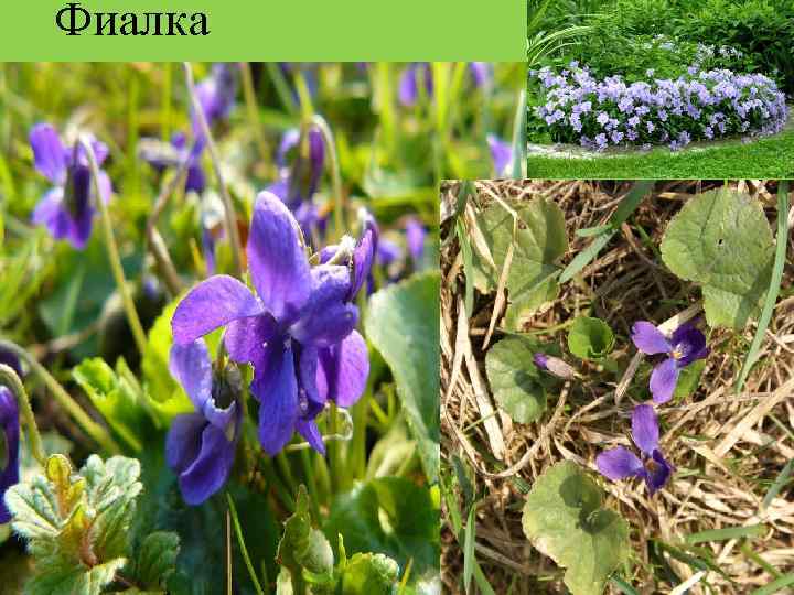 Фиалка 