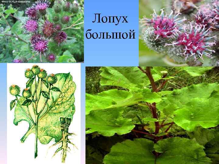  Лопух большой 