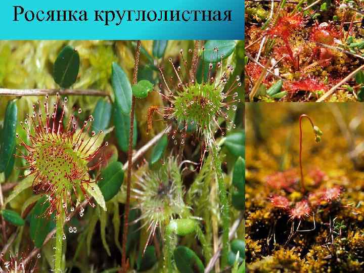 Росянка круглолистная 