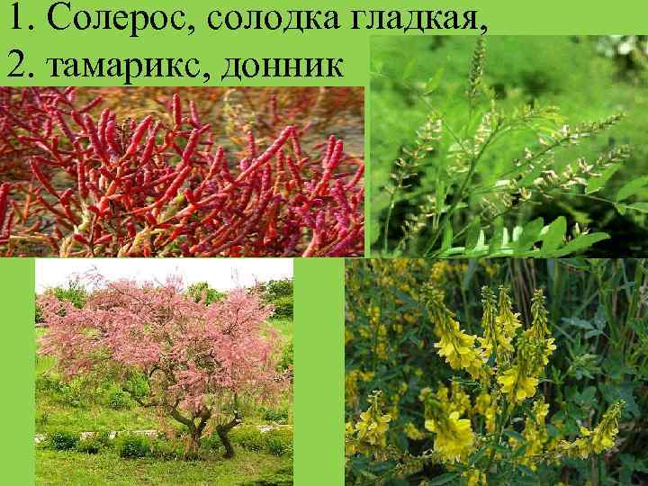 1. Солерос, солодка гладкая,  2. тамарикс, донник 
