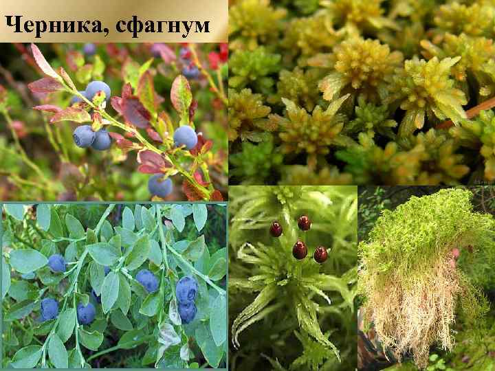 Черника, сфагнум 