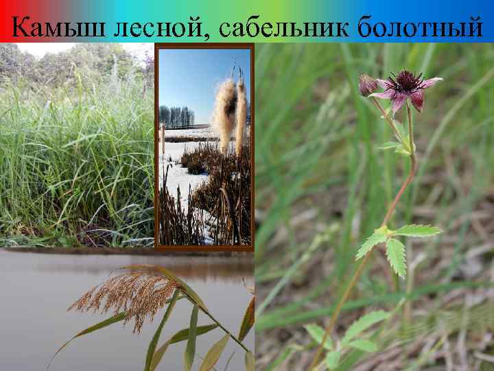 Камыш лесной, сабельник болотный 