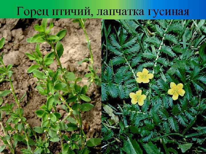 Горец птичий, лапчатка гусиная 