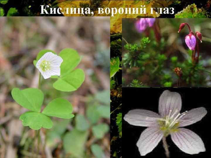 Кислица, вороний глаз 