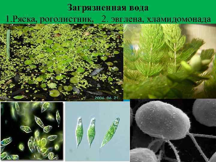 Какой тип питания характерен для ряски изображенной на рисунке обоснуйте свой ответ