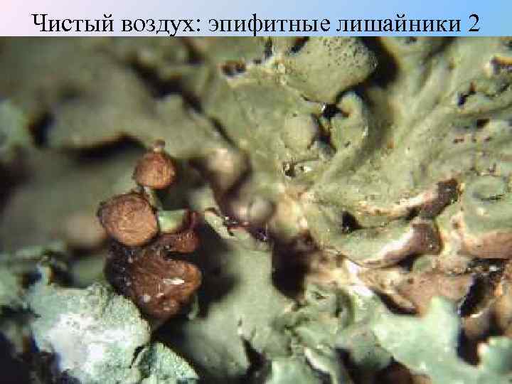 Чистый воздух: эпифитные лишайники 2 
