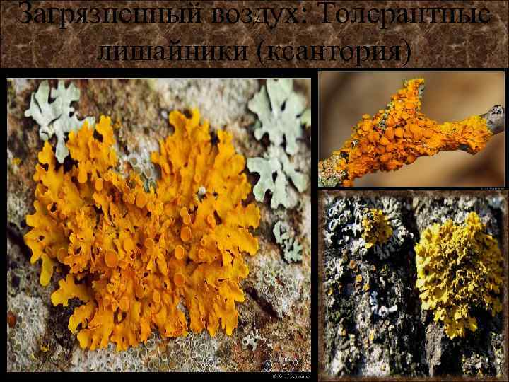 Загрязненный воздух: Толерантные  лишайники (ксантория) 