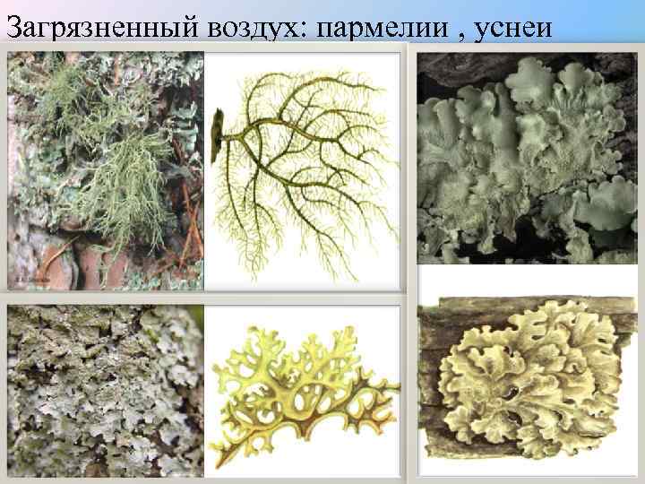 Загрязненный воздух: пармелии , уснеи 