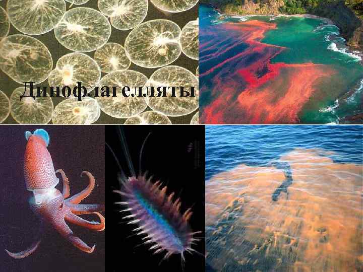 Динофлагелляты 