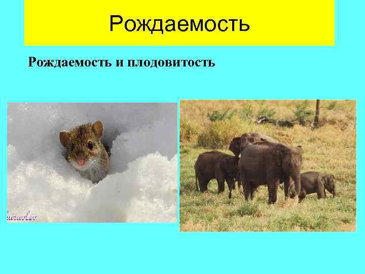   Рождаемость и плодовитость 