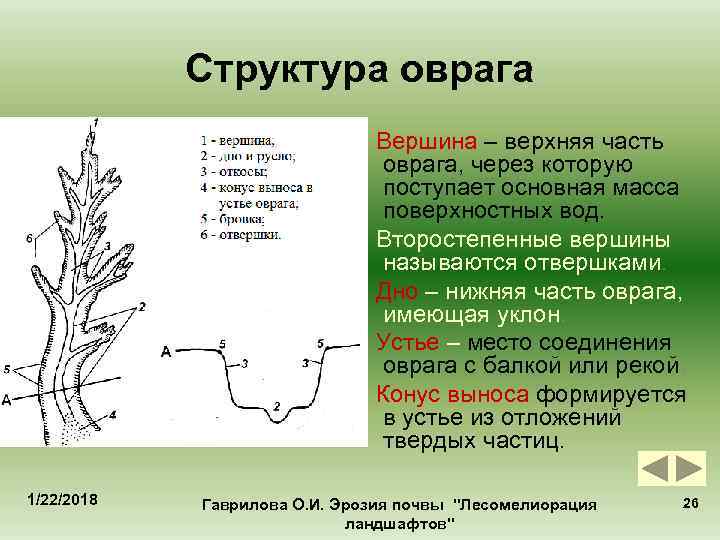 Части оврага 4 класс