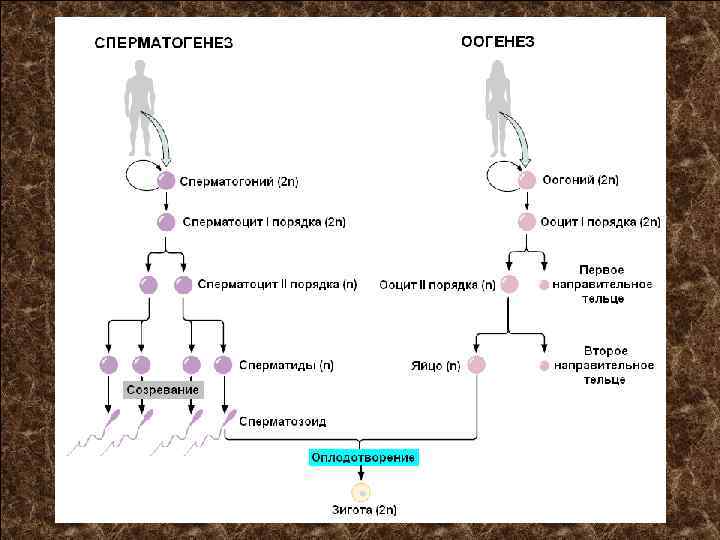 Описание сперматогенеза. Направительные тельца оогенез. Сперматоцит первого порядка. Схема сперматогенеза и оогенеза.