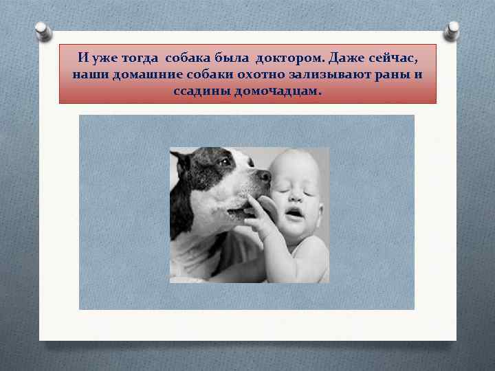  И уже тогда собака была доктором. Даже сейчас, наши домашние собаки охотно зализывают