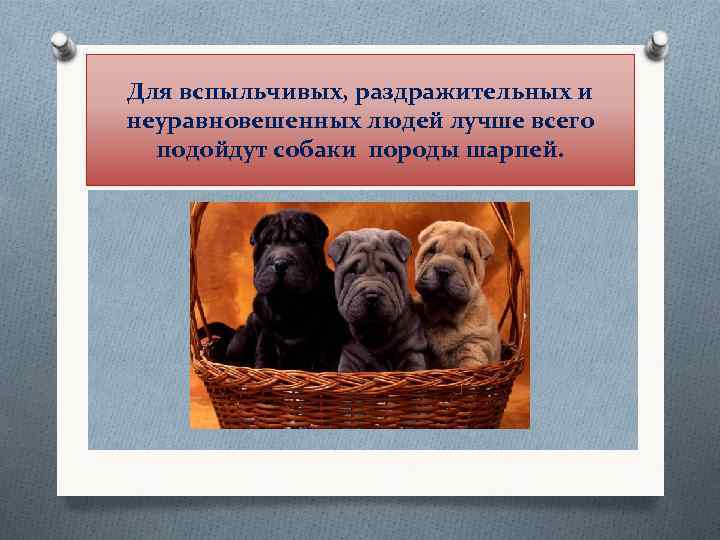 Для вспыльчивых, раздражительных и неуравновешенных людей лучше всего подойдут собаки породы шарпей. 