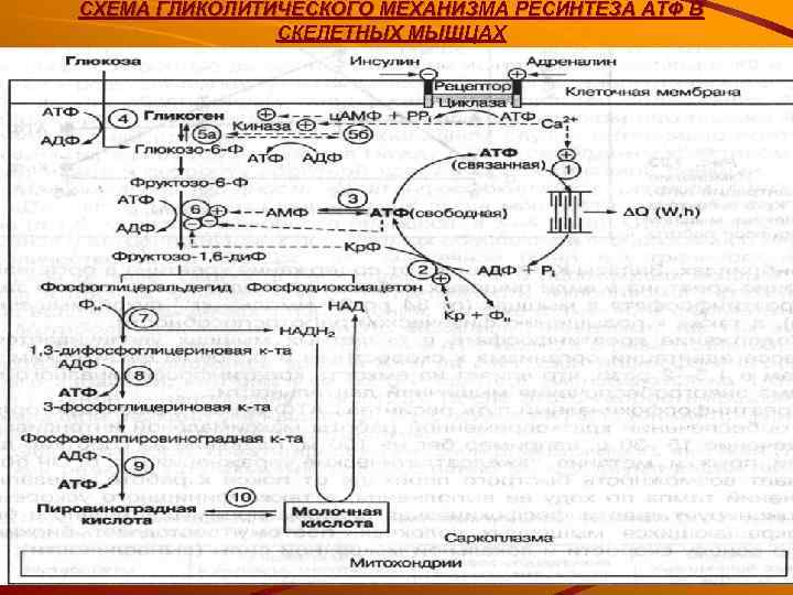 СХЕМА ГЛИКОЛИТИЧЕСКОГО МЕХАНИЗМА РЕСИНТЕЗА АТФ В    СКЕЛЕТНЫХ МЫШЦАХ 