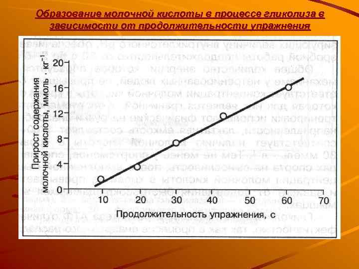 Образование молочной кислоты в процессе гликолиза в  зависимости от продолжительности упражнения 