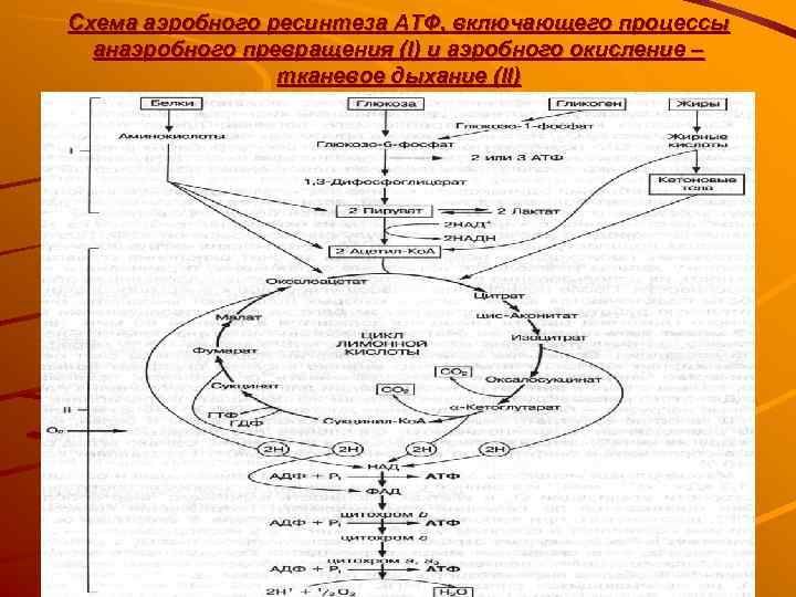 Схема аэробного ресинтеза АТФ, включающего процессы  анаэробного превращения (I) и аэробного окисление –