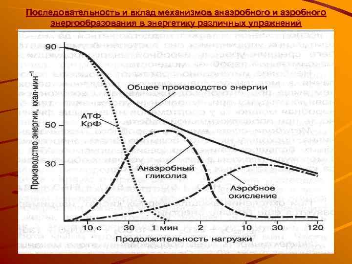 Последовательность и вклад механизмов анаэробного и аэробного энергообразования в энергетику различных упражнений 
