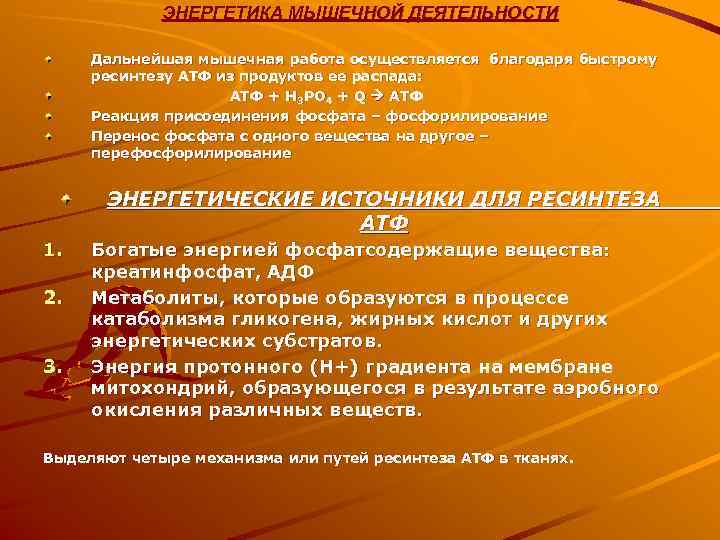    ЭНЕРГЕТИКА МЫШЕЧНОЙ ДЕЯТЕЛЬНОСТИ  Дальнейшая мышечная работа осуществляется благодаря быстрому ресинтезу