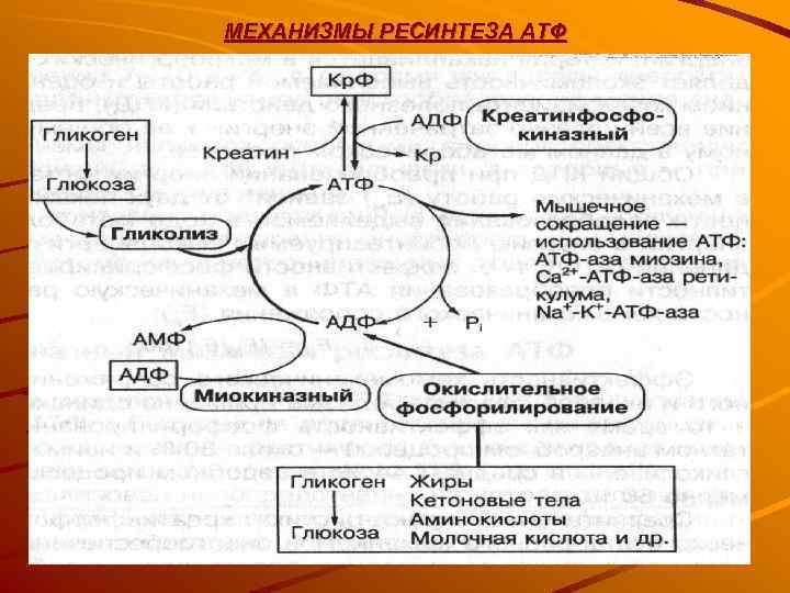 МЕХАНИЗМЫ РЕСИНТЕЗА АТФ 