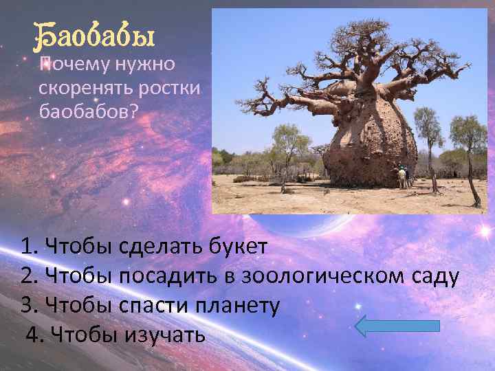  Баобабы Почему нужно скоренять ростки баобабов? 1. Чтобы сделать букет 2. Чтобы посадить