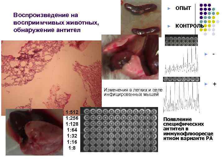  ► ОПЫТ Воспроизведение на восприимчивых животных, ► КОНТРОЛЬ обнаружение антител ► - ►