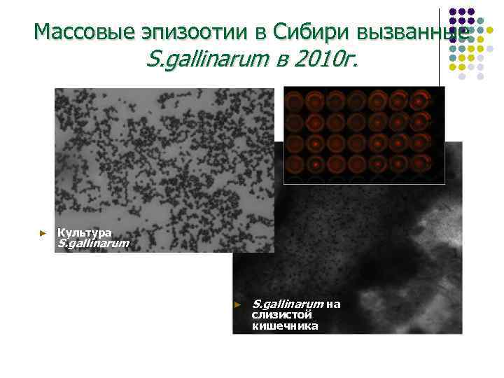 Массовые эпизоотии в Сибири вызванные S. gallinarum в 2010 г. ► Культура S. gallinarum