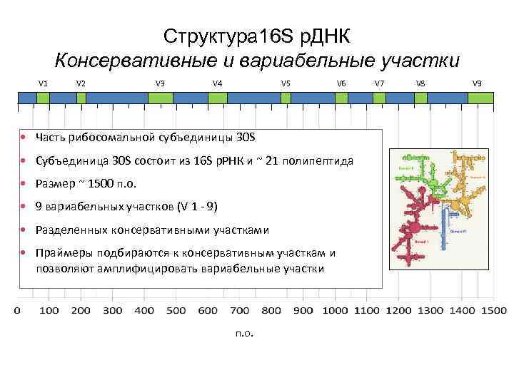  Структура 16 S р. ДНК Консервативные и вариабельные участки V 1 V 2