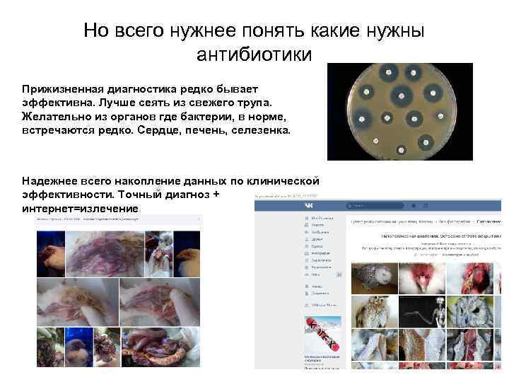  Но всего нужнее понять какие нужны антибиотики Прижизненная диагностика редко бывает эффективна. Лучше
