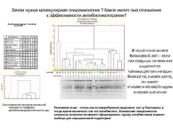  Зачем нужна молекулярная эпидемиология ? Какое имеет она отношение к эффективности антибиотикотерапии? Антибиотикограмма