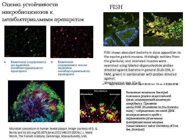 Оценка устойчивости FISH микробиоценозов к антибактериальным препаратам FISH shows abundant bacteria in close apposition