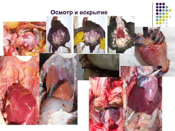 Осмотр и вскрытие 