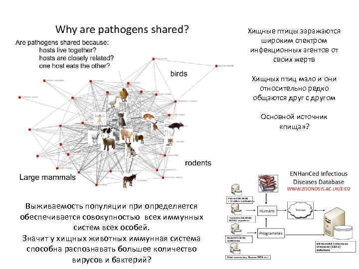  Хищные птицы заражаются широким спектром инфекционных агентов от своих жертв Хищных птиц мало