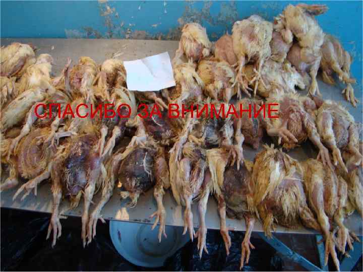 СПАСИБО ЗА ВНИМАНИЕ 