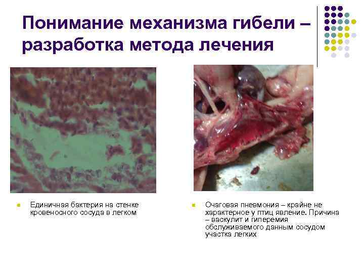  Понимание механизма гибели – разработка метода лечения n Единичная бактерия на стенке n