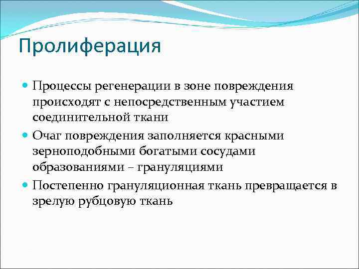 Пролиферация Процессы регенерации в зоне повреждения происходят с непосредственным участием соединительной ткани Очаг повреждения