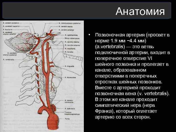  Анатомия • Позвоночная артерия (просвет в норме 1. 9 мм − 4. 4